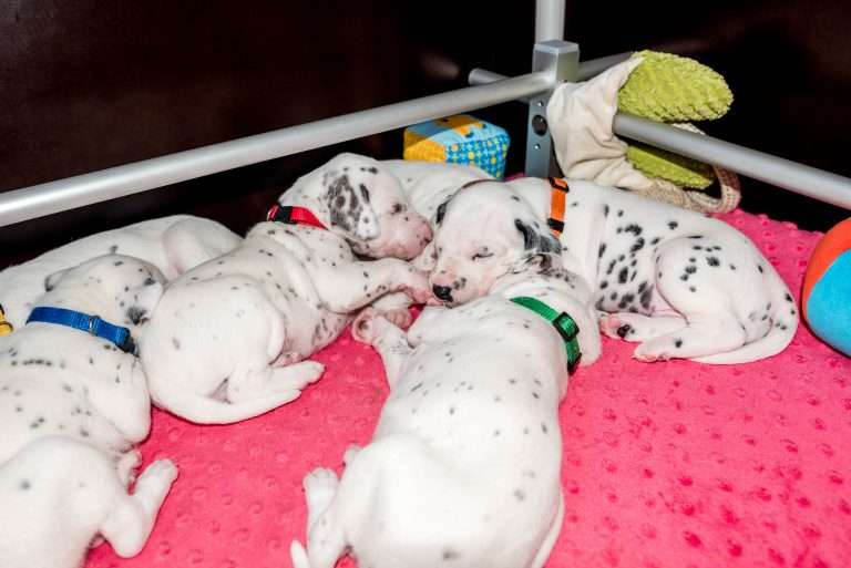 21. Lebenstag - B-Wurf (16)