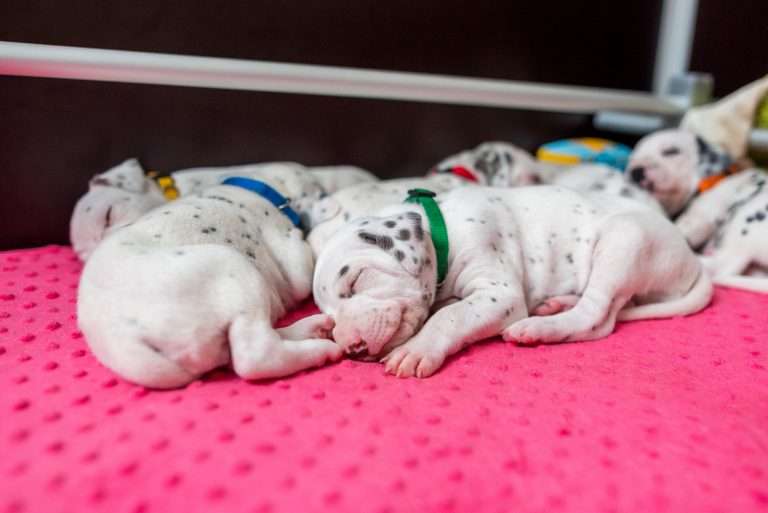 21. Lebenstag - B-Wurf (18)