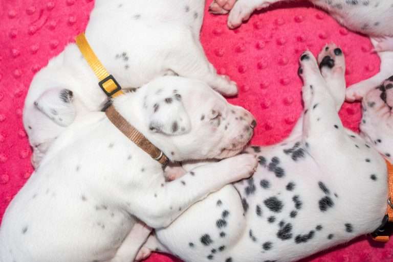 21. Lebenstag - B-Wurf (2)