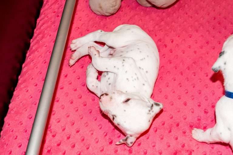 21. Lebenstag - B-Wurf (21)