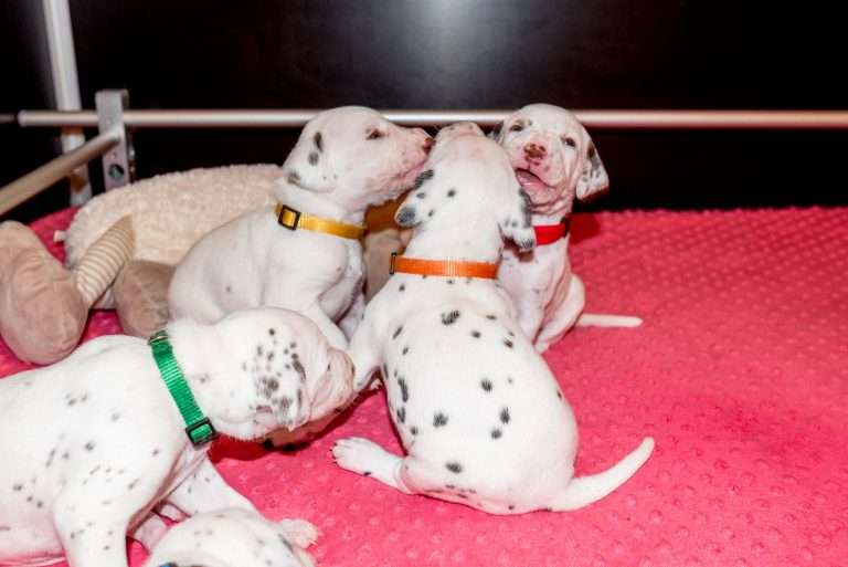 21. Lebenstag - B-Wurf (24)