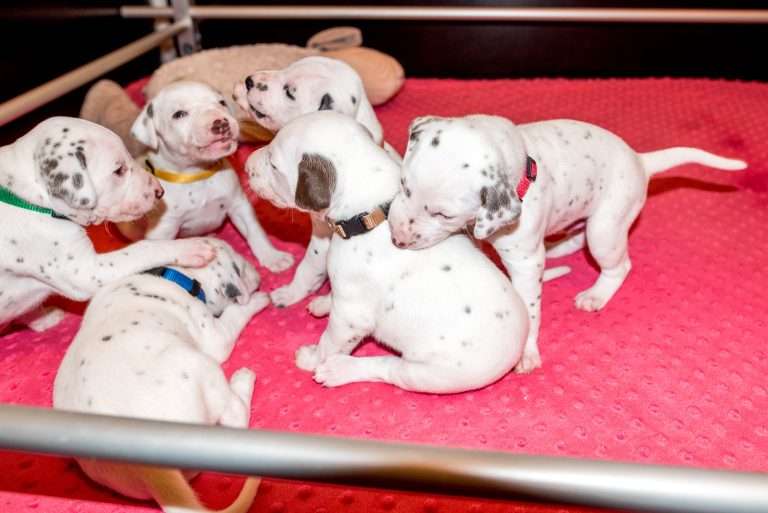 21. Lebenstag - B-Wurf (26)