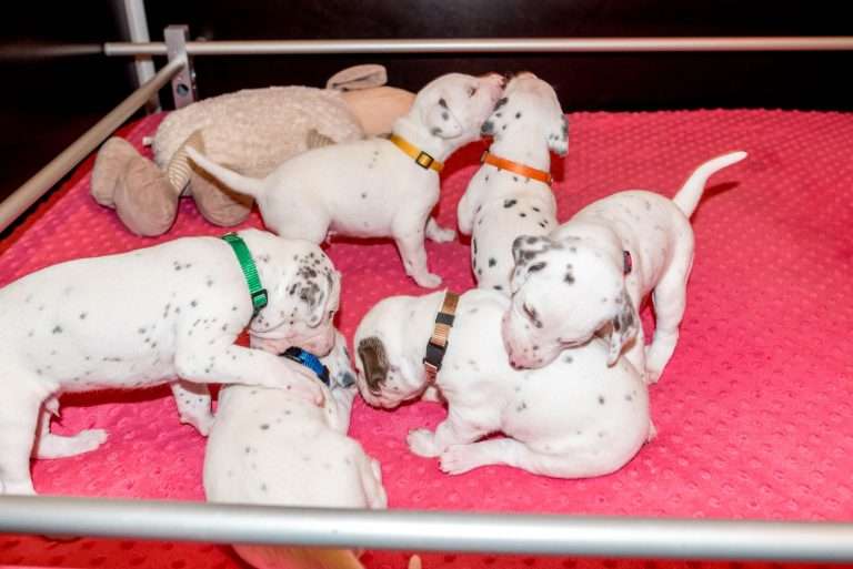 21. Lebenstag - B-Wurf (27)