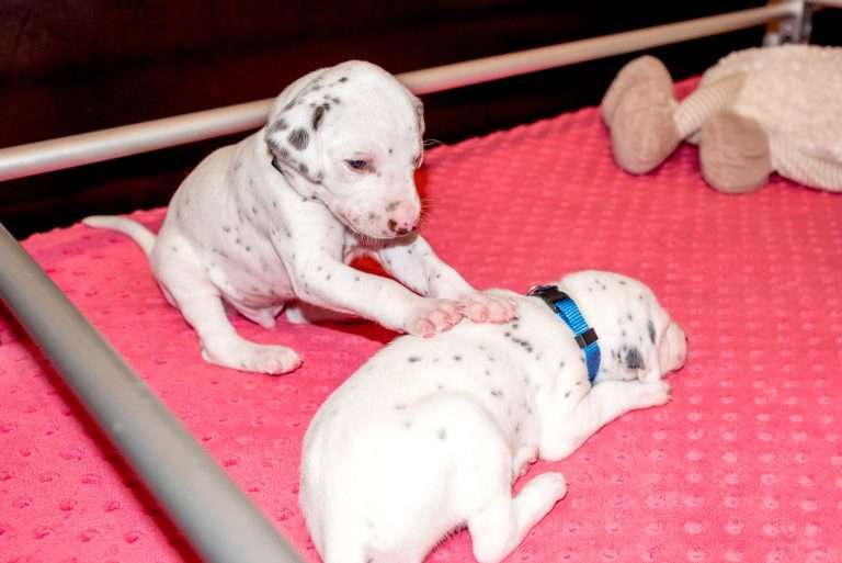 21. Lebenstag - B-Wurf (28)