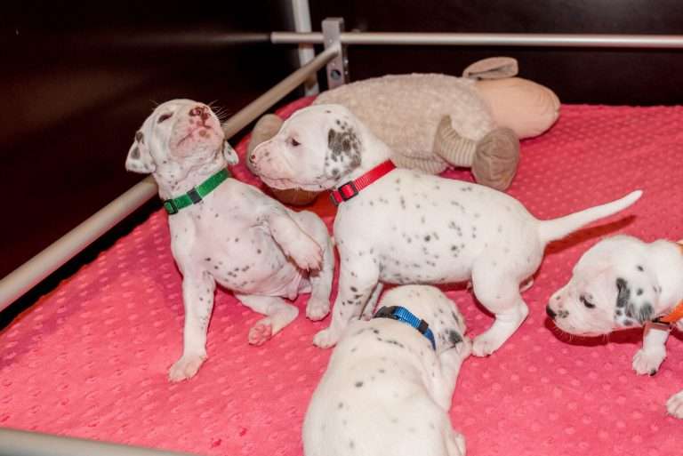 21. Lebenstag - B-Wurf (29)