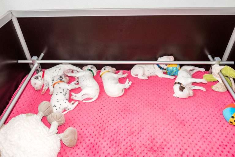 21. Lebenstag - B-Wurf (3)