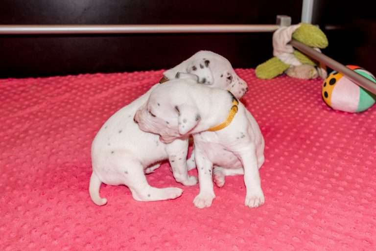 21. Lebenstag - B-Wurf (30)