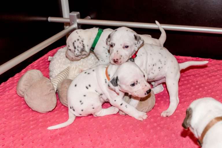 21. Lebenstag - B-Wurf (31)