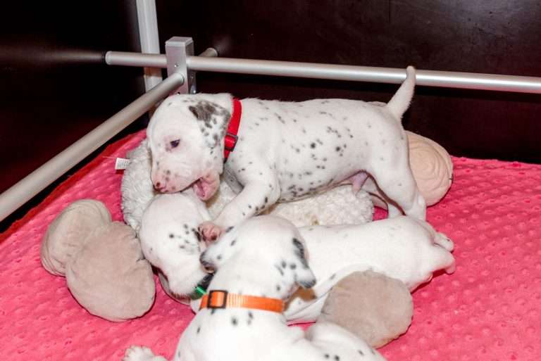 21. Lebenstag - B-Wurf (33)