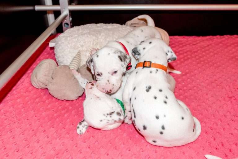 21. Lebenstag - B-Wurf (36)