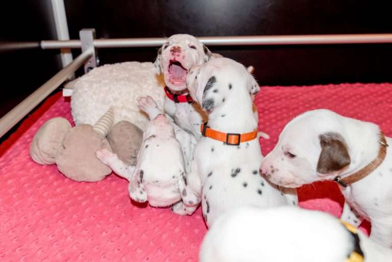 21. Lebenstag - B-Wurf (37)