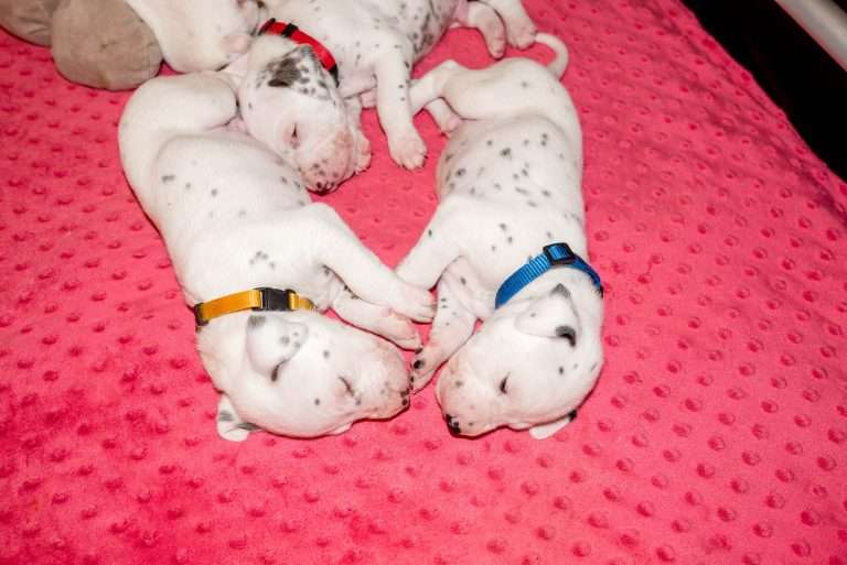 21. Lebenstag - B-Wurf (38)