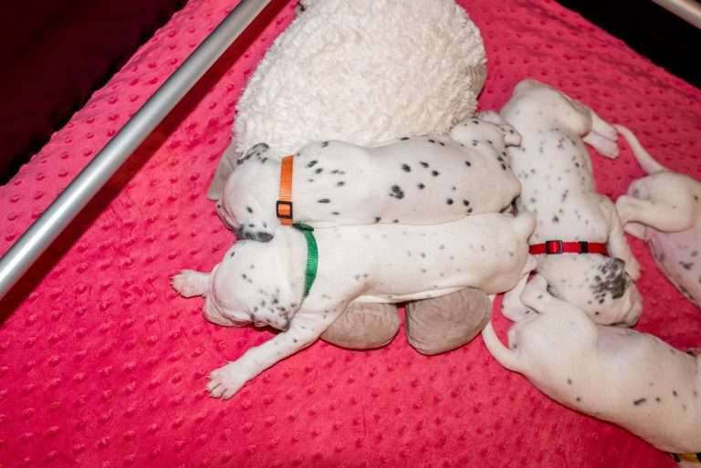 21. Lebenstag - B-Wurf (39)