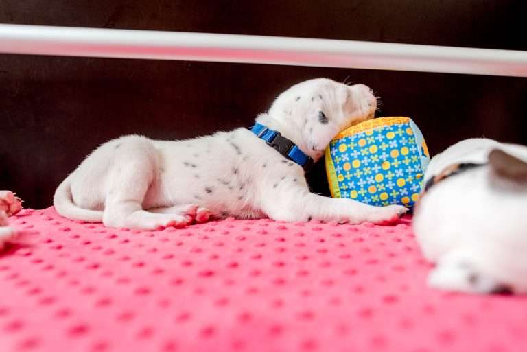 21. Lebenstag - B-Wurf (6)