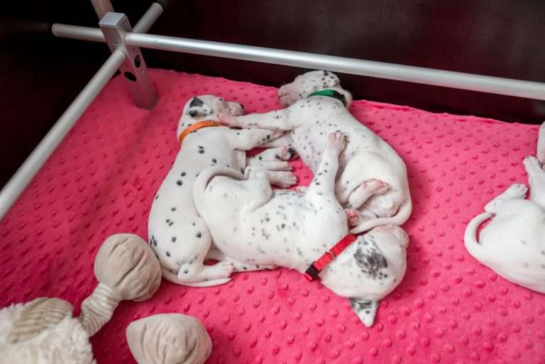 21. Lebenstag - B-Wurf (8)