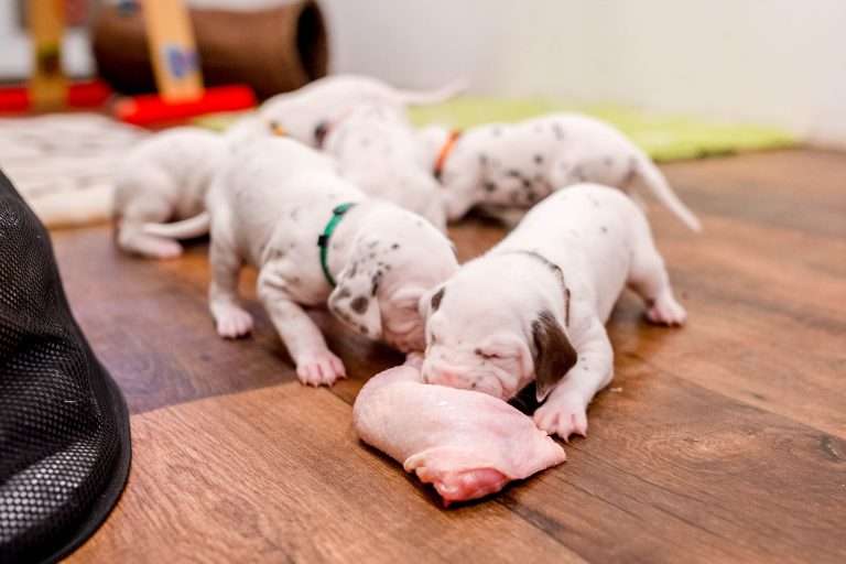 22. Lebenstag - B-Wurf (1)