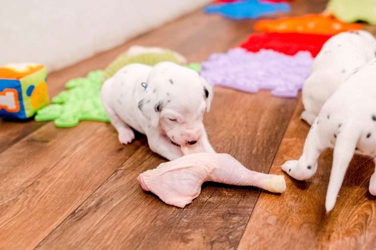 22. Lebenstag - B-Wurf (11)