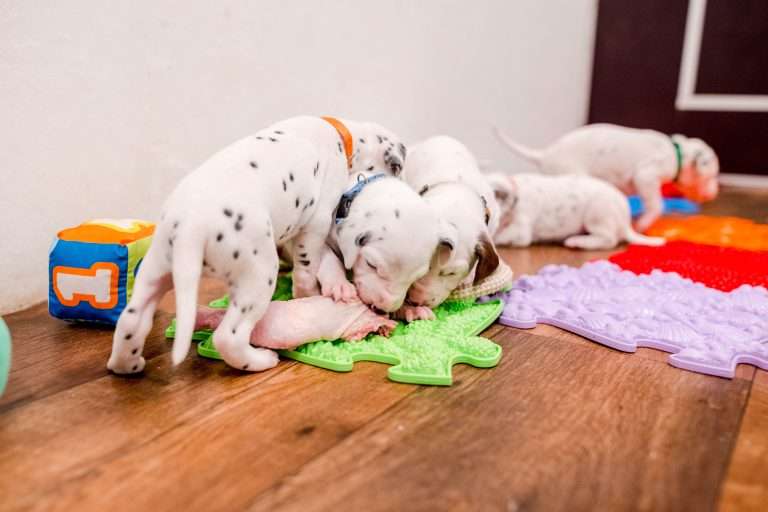 22. Lebenstag - B-Wurf (14)