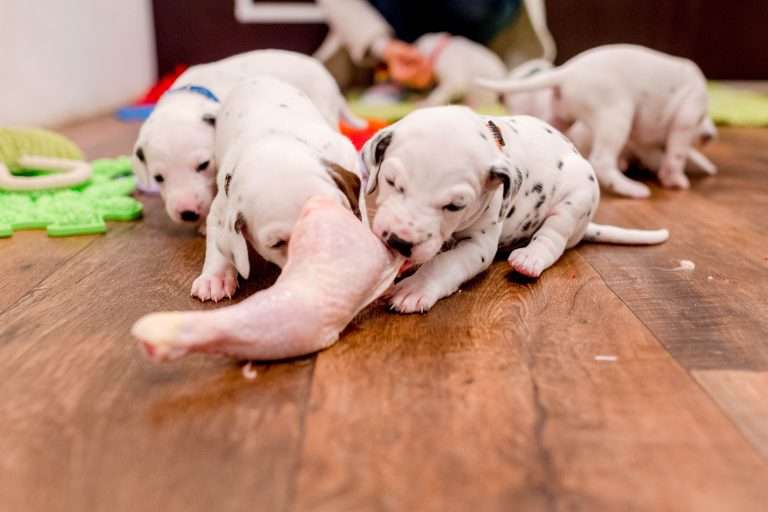 22. Lebenstag - B-Wurf (16)