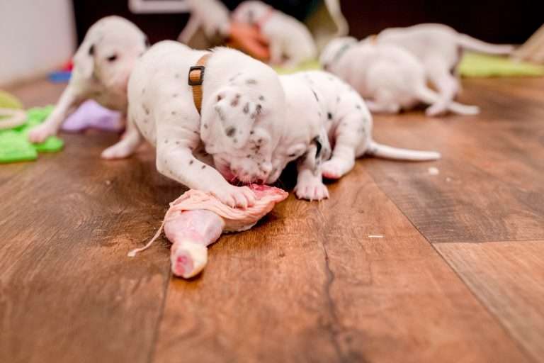 22. Lebenstag - B-Wurf (19)