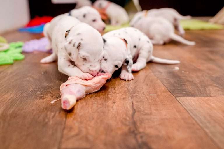 22. Lebenstag - B-Wurf (21)