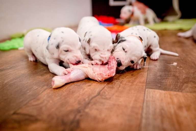 22. Lebenstag - B-Wurf (25)