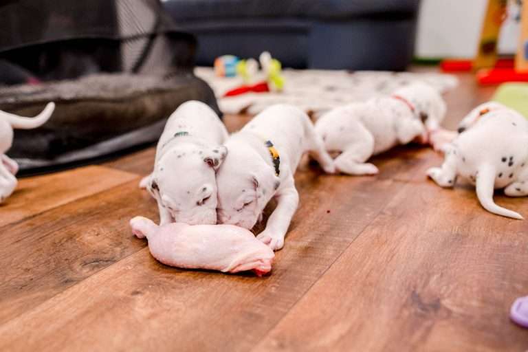 22. Lebenstag - B-Wurf (4)