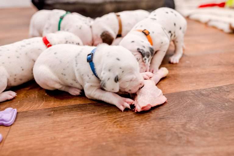 22. Lebenstag - B-Wurf (5)