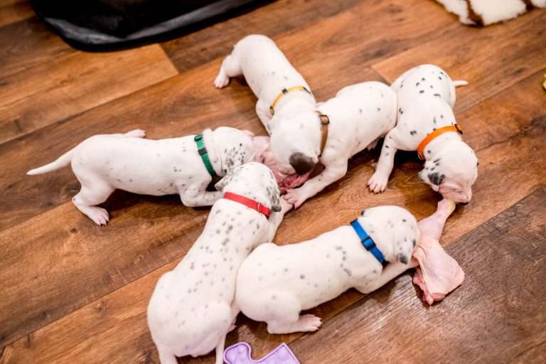 22. Lebenstag - B-Wurf (6)