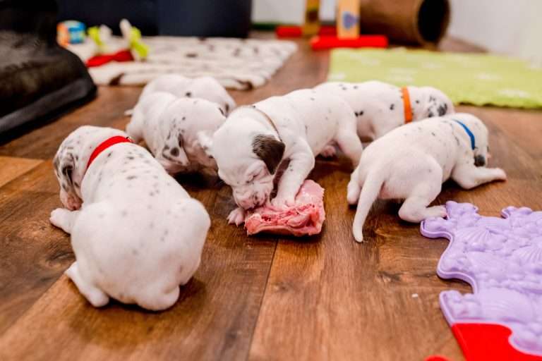 22. Lebenstag - B-Wurf (7)