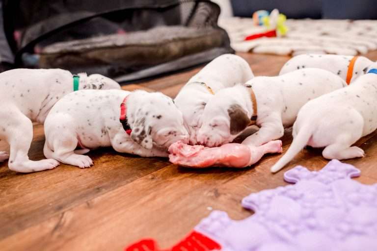 22. Lebenstag - B-Wurf (9)