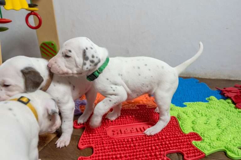 23. Lebenstag - B-Wurf (10)