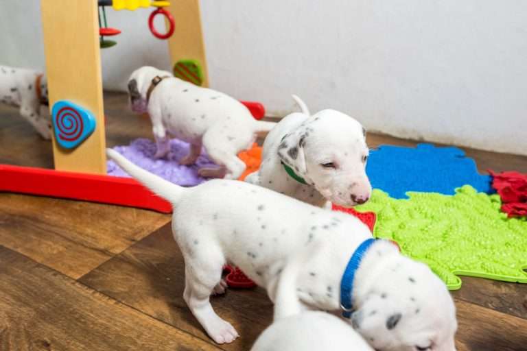 23. Lebenstag - B-Wurf (11)