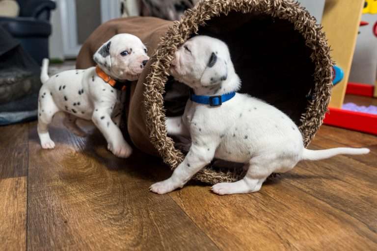 23. Lebenstag - B-Wurf (12)