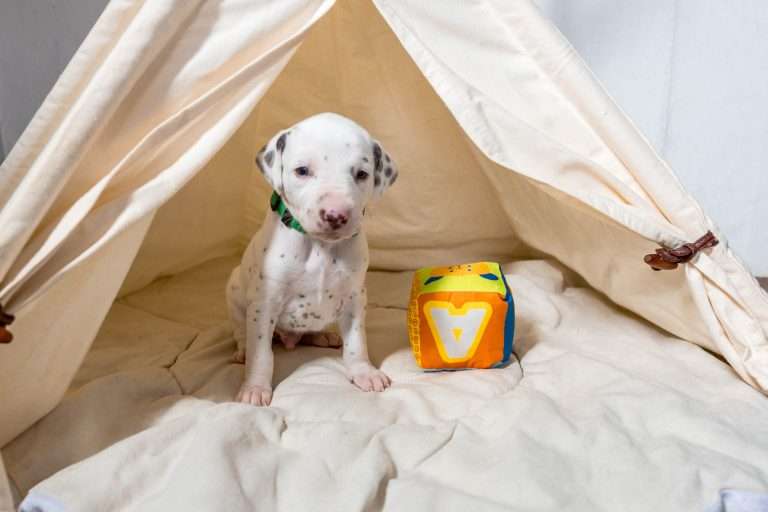 23. Lebenstag - B-Wurf (14)