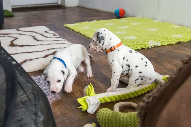 23. Lebenstag - B-Wurf (16)