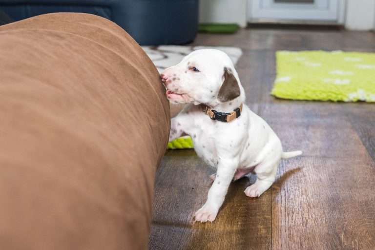 23. Lebenstag - B-Wurf (17)