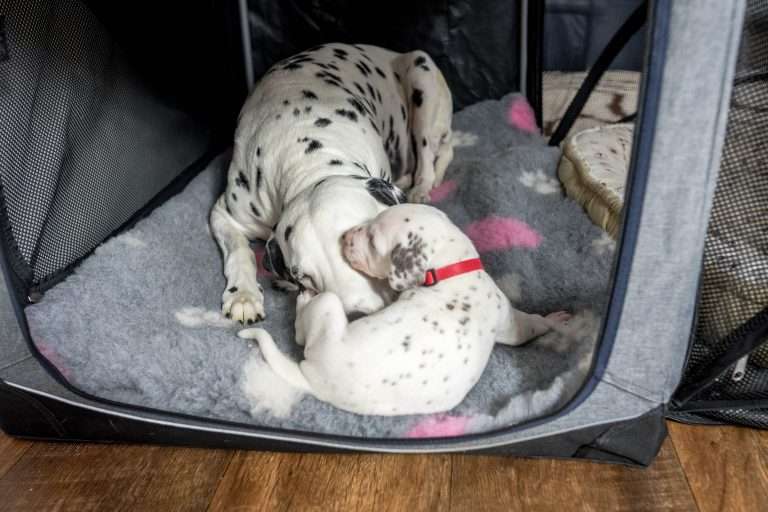 23. Lebenstag - B-Wurf (18)