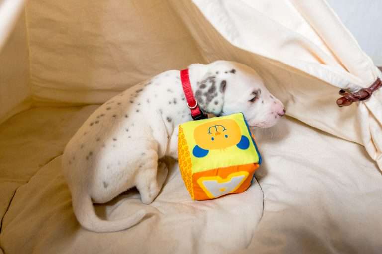 23. Lebenstag - B-Wurf (19)