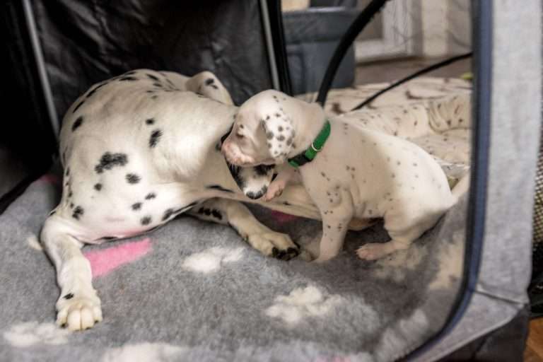 23. Lebenstag - B-Wurf (21)