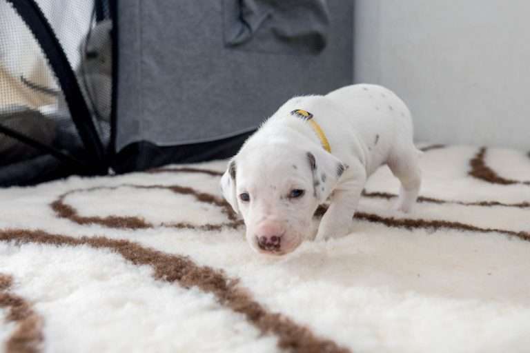 23. Lebenstag - B-Wurf (22)