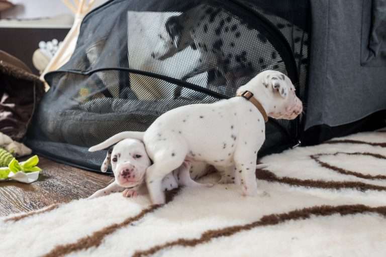 23. Lebenstag - B-Wurf (23)