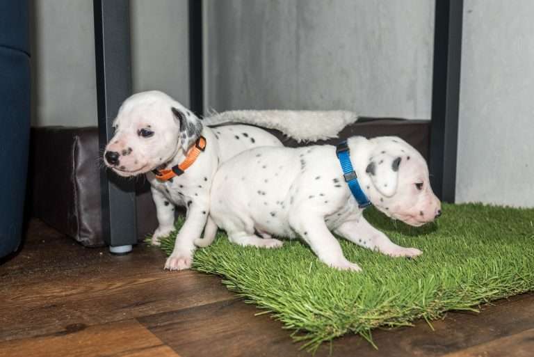 23. Lebenstag - B-Wurf (24)