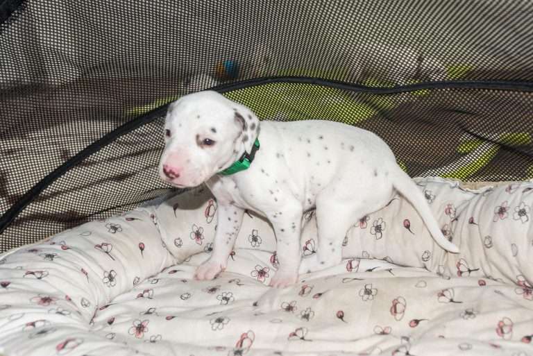 23. Lebenstag - B-Wurf (25)