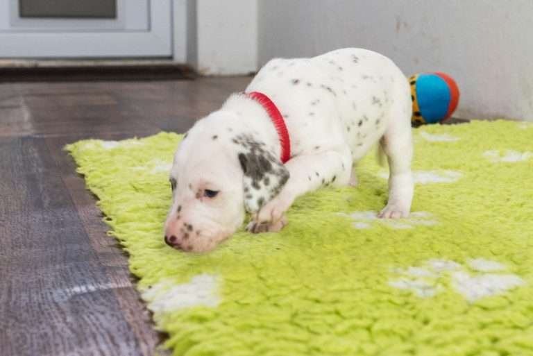 23. Lebenstag - B-Wurf (26)