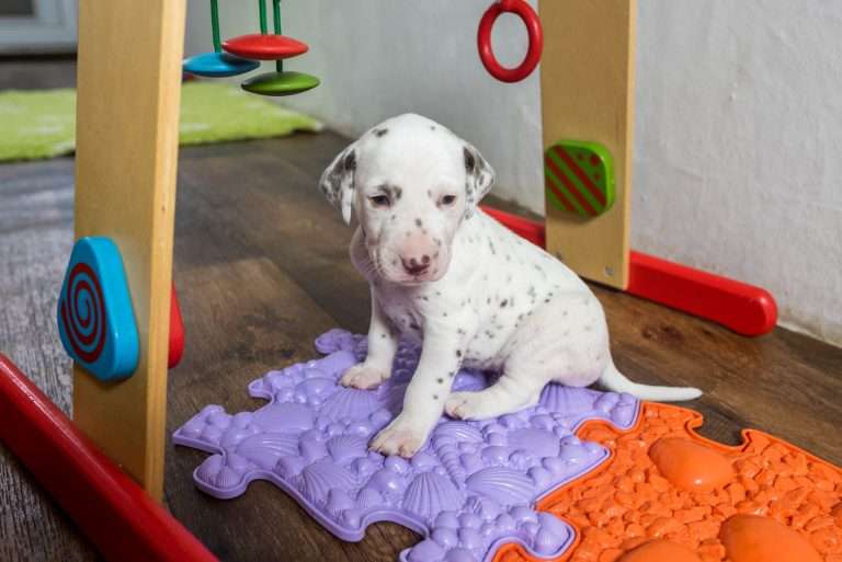 23. Lebenstag - B-Wurf (27)