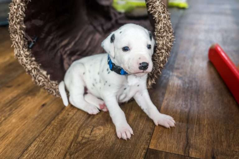 23. Lebenstag - B-Wurf (28)