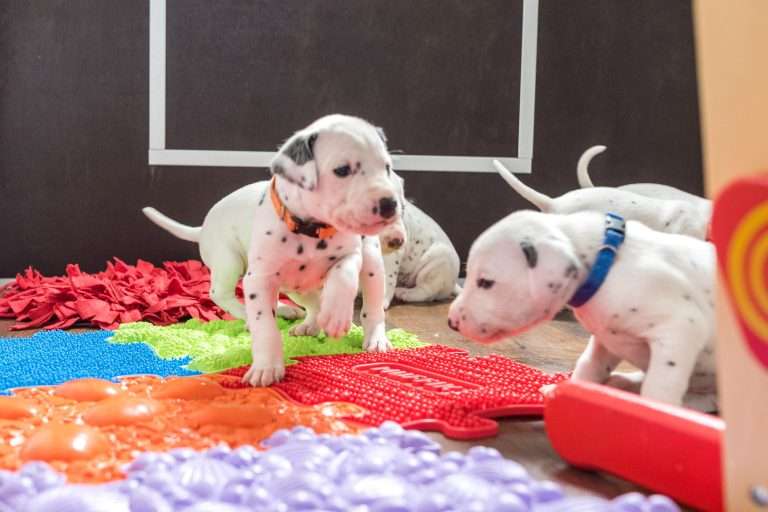 23. Lebenstag - B-Wurf (3)