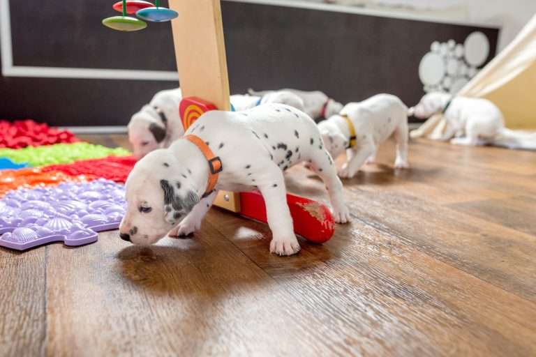 23. Lebenstag - B-Wurf (5)