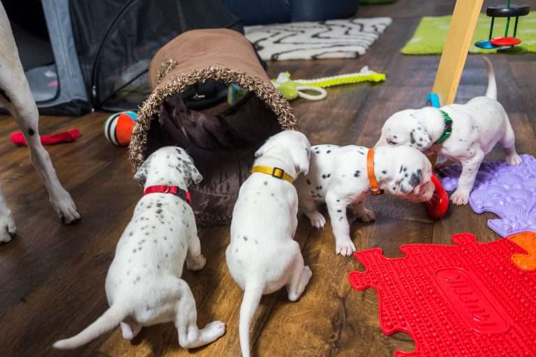 23. Lebenstag - B-Wurf (7)